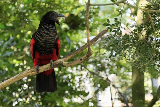 Bristle-headed Parrot (Psittrichas fulgidus), adult, on tree, calling, New Guinea, captive, Singapore