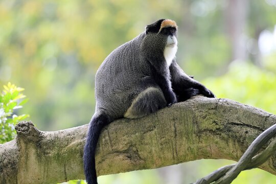 Brazzamere cat (Cercopithecus neglectus), adult, sitting, on tree, alert, Central Africa