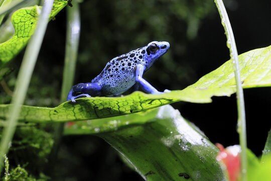Blue poison dart frog, (Dendrobates tinctorius), adult, on leaf, alert, South America, captive