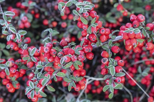 Fan-shaped cotoneaster (Cotoneaster horizontalis), Emsland, Lower Saxony, Germany