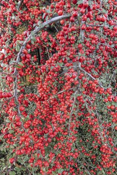 Fan-shaped cotoneaster (Cotoneaster horizontalis), Emsland, Lower Saxony, Germany