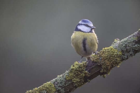 Blue tit (Parus caerulea), Emsland, Lower Saxony, Germany