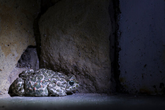 Pelobates fuscus is a beautiful frog.