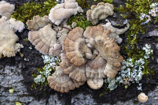 Tree fungus, Split Gill (Schizophyllum commune), on dead tree trunk, Dar&szlig;wald, Dar&szlig;, Fischland-Dar&szlig;-Zingst, National Park Vorpommersche Boddenlandschaft, Mecklenburg-Vorpommern, Germany