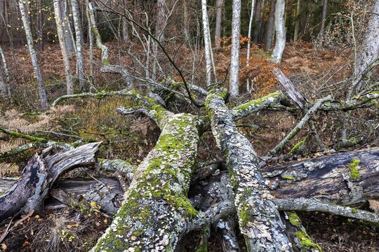Dead tree trunks with tree fungi, Split Gill (Schizophyllum commune), lying on forest floor, Dar&szlig;wald, Dar&szlig;, Fischland-Dar&szlig;-Zingst, National Park Vorpommersche Boddenlandschaft, Mecklenburg-Vorpommern, Germany