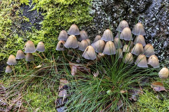 Mushroom, mica tintling (Coprinellus micaceus), Dar&szlig;wald, Dar&szlig;, Fischland-Dar&szlig;-Zingst, Vorpommersche Boddenlandschaft National Park, Mecklenburg-Western Pomerania, Germany