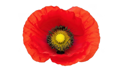 Beautiful red poppy flower isolated on transparent background
