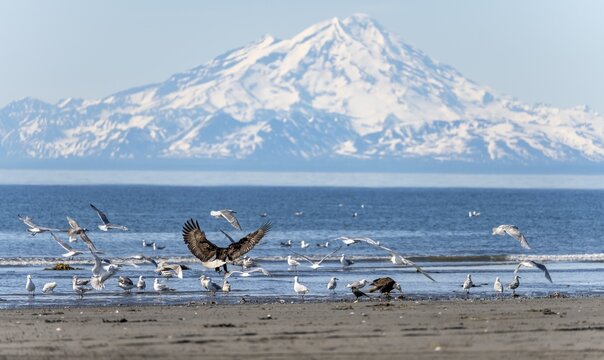 Bald eagle (Haliaeetus leucocephalus) landing on the beach among other seabirds, Anchor Point at Cook Inlet, glaciated mountain peaks of the Aleutian chain with Mount Redoubt in the background, Anchor River State Recreation Area, Alaska, USA