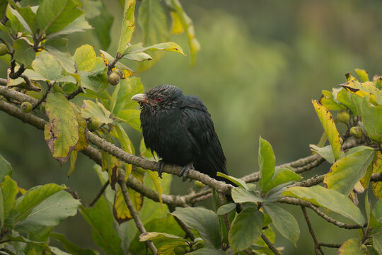 A male Asian koel (Eudynamys scolopaceus) on a tree branch.