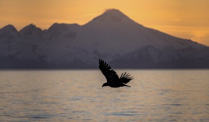 Bald eagle (Haliaeetus leucocephalus) flying in front of mountain silhouettes of the Aleutian chain with peak Mount Iliamna, at sunset, picturesque golden light of the midnight sun, Cook Inlet, Anchor Point, Anchor River State Recreation Area, Alaska, USA