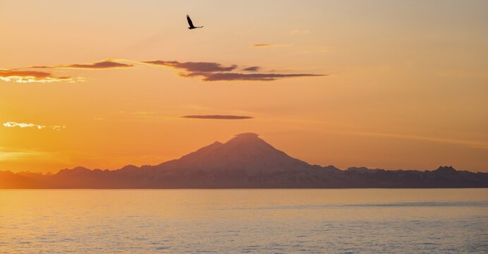 View over Cook Inlet to white mountain peaks of Mount Redoubt, at sunset, picturesque golden light of the midnight sun, bald eagle (Haliaeetus leucocephalus) in flight, mountains of the Aleutian chain, Anchor Point, Anchor River State Recreation Area, Alaska, USA