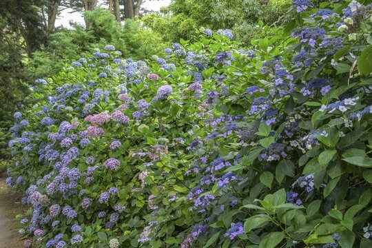 Blooming hydrangeas, Jardin botanique de Vauville, Beaumont-Hague, La Hague, Manche department, France