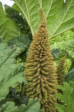 Inflorescence of mammoth leaf (Gunnera manicata), Jardin botanique de Vauville, Beaumont-Hague, La Hague, D&eacute;partement Manche, France