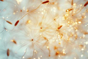 A close-up of a dandelion seed head reveals its intricate filaments in soft natural light. The image captures the delicate beauty and fragile nature of this ephemeral wildflower.