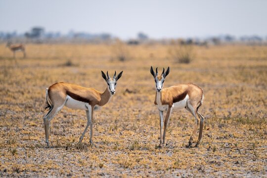 Springboks (Antidorcas marsupialis), Nxai Pan National Park, Botswana