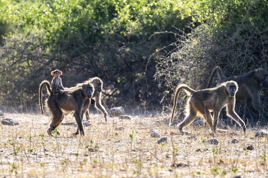 Chacma baboons (Papio ursinus) adults and young animals foraging, Ihaha, Chobe National Park National Park, Botswan