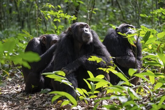 Three chimpanzees (Pan Troglodytes), adult male spawning, grooming in the jungle, Kibale National Park, Uganda