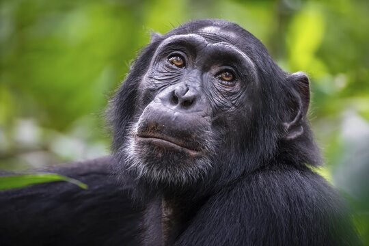 Animal portrait, chimpanzee (Pan Troglodytes) looking longingly, hopeful, adult male between leaves in the jungle, Kibale National Park, Uganda