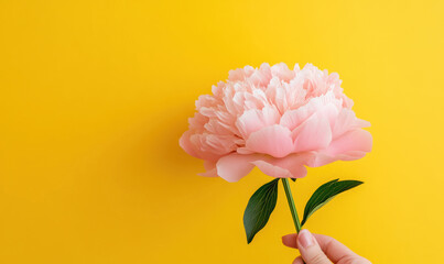 A delicate peony with light pink petals gently held by a fair-skinned hand. The vivid mustard-yellow wall enhances its soft, layered elegance, creating a vibrant and romantic floral scene.
