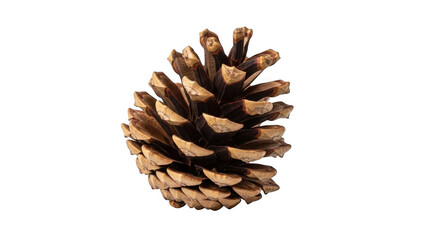 Pine cone closeup view isolated on transparent background