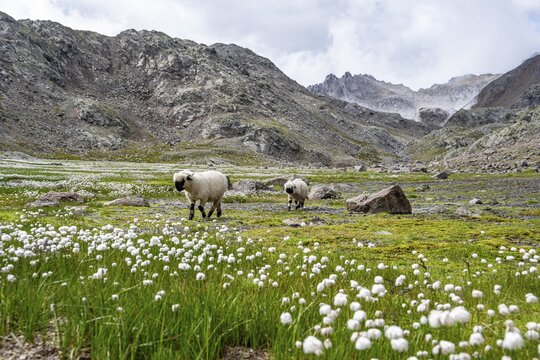 Two Valais Blacknose sheep (Ovis gmelini aries), in meadow with flowering white cotton grass, high alpine mountain valley, Obere Senner Egete, Stubai Alps, near Ridnaun, South Tyrol, Italy