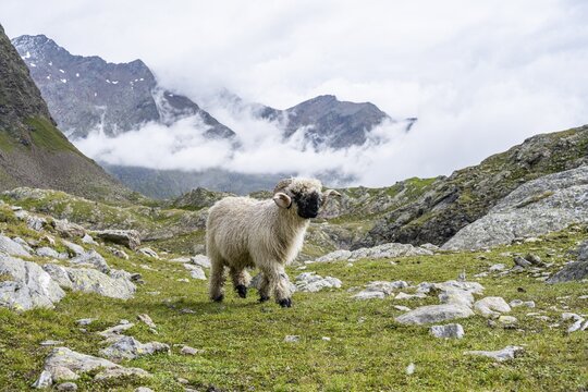 Valais Blacknose sheep (Ovis gmelini aries), high alpine mountain valley, Obere Senner Egete, Stubai Alps, near Ridnaun, South Tyrol, Italy