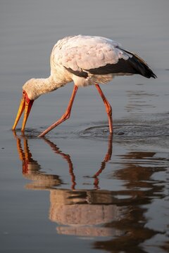 Glutton (Mycteria ibis) foraging in the water, in the morning light, with reflection, Sunset Dam, Southern Kruger National Park, Kruger National Park, South Africa