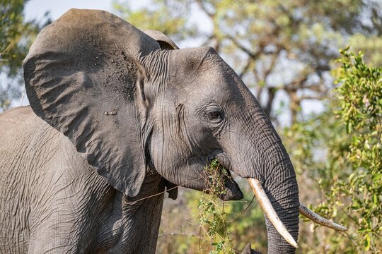 African elephant (Loxodonta africana), adult, eating grass and leaves, Kruger National Park, South Africa