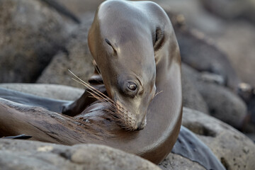 Gal&aacute;pagos Locals. A typical afternoon on San Crist&oacute;bal Island. These playful sea lions are never shy about sharing their home with those who visit.