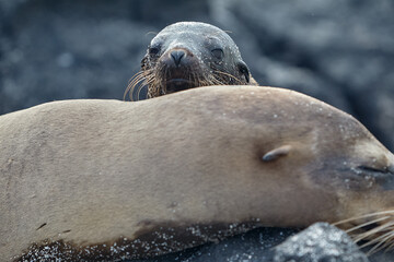 Gal&aacute;pagos Locals. A typical afternoon on San Crist&oacute;bal Island. These playful sea lions are never shy about sharing their home with those who visit.