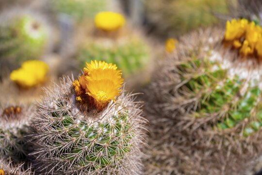Botanical Garden, greenhouse with cacti and succulents, Zurich Succulent Collection, Switzerland