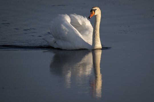 Mute swan (Cygnus olor), evening light, Bagges D&aelig;mning, Ringk&oslash;bing Fjord, Denmark