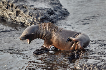 Gal&aacute;pagos Locals. A typical afternoon on San Crist&oacute;bal Island. These playful sea lions are never shy about sharing their home with those who visit.