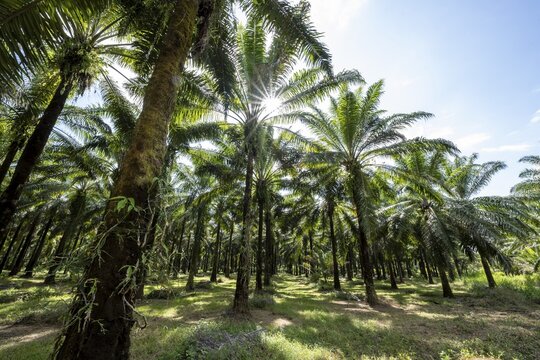Palm oil plantation, environmental destruction through monoculture, Costa Rica