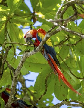 Scarlet macaws (Ara macao) in bengal almond (Terminalia catappa), Puntarenas province, Costa Rica