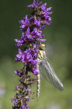 Southern Hawker (Aeshna cyanea), Emsland, Lower Saxony, Germany