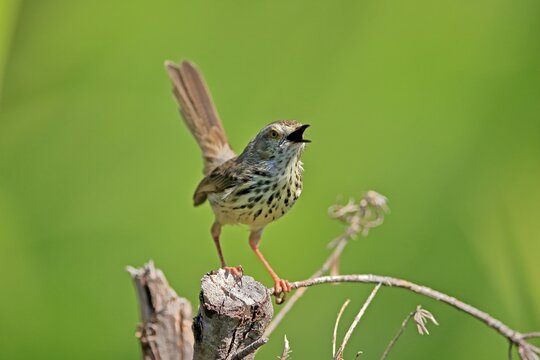 Spotted Prinia (Prinia maculosa), adult, on wait, singing, Kirstenbosch Botanical Gardens, Cape Town, South Africa