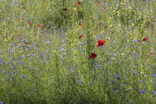 Flower meadow with poppy flower (Papaver rhoeas) and cornflowers (Centaurea cyanea), Emsland, Lower Saxony, Germany
