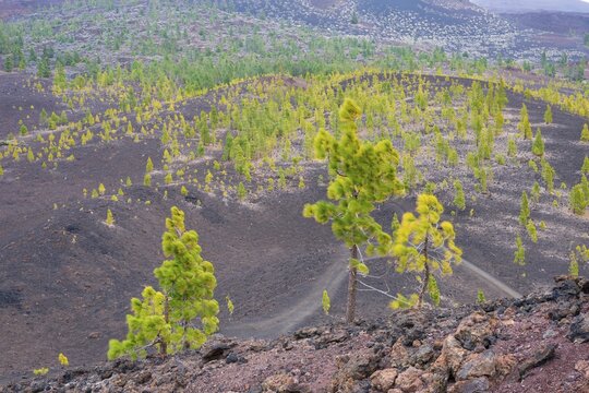 Canary Island pines (Pinus canariensis), Mirador de Chio, Teide National Park, Tenerife, Canary Islands, Spain