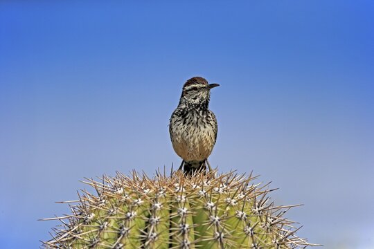 Cactus wren (Campylorhynchus brunneicapillus), adult, on saguaro cactus, Sonoran Desert, Arizona, North America, USA