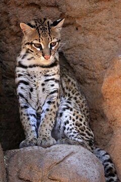 Ocelot (Leopardus pardalis), adult, sitting, at the den, alert, Sonora Desert, Arizona, North America, USA