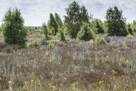 Adder's tongue (Echium vulgare), Emsland, Lower Saxony, Germany