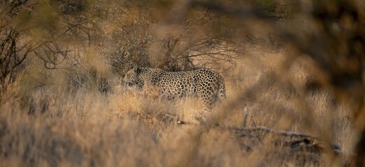Leopard (Panthera pardus) running through dry grass, adult, in the evening light, Kruger National Park, South Africa