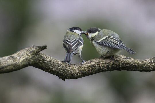 Great tits (Parus major), feeding young birds, Emsland, Lower Saxony, Germany