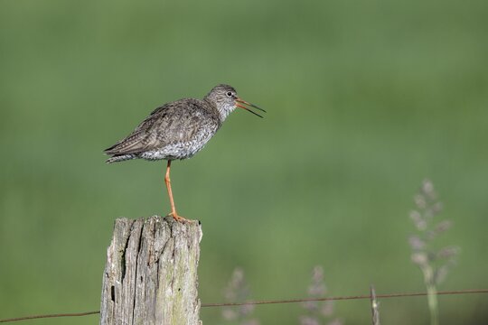 Common redshank (Tringa totanus), standing on a pole, Lower Saxony, Germany