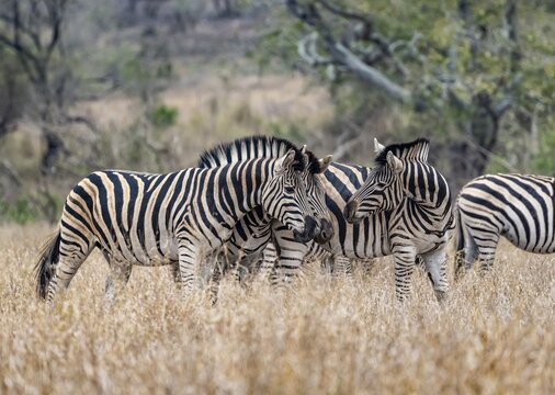 Plains zebras (Equus quagga), cuddling, heads together, in high grass, Kruger National Park, South Africa