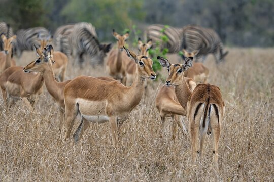Herd of impala (Aepyceros melampus) in tall grass, black heeler antelope, Kruger National Park, South Africa