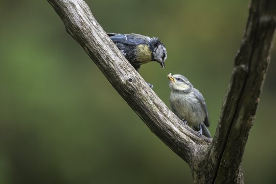 Blue tits (Parus caerulea), adult bird feeding young, Emsland, Lower Saxony, Germany
