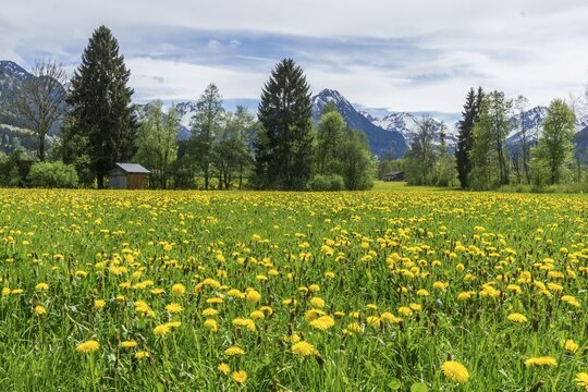 Common dandelion (Taraxacum), flowering dandelion field, behind mountains of the Allg&auml;u Alps, Rubi, near Oberstdorf, Oberallg&auml;u, Allg&auml;u, Bavaria, Germany