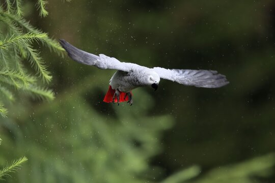 African grey parrot, (Psittacus erithacus timneh), adult, flying, captive